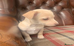 Jack Russell dogs for sale: Fantastic litter of miniature jr rare  colours  - Image 5