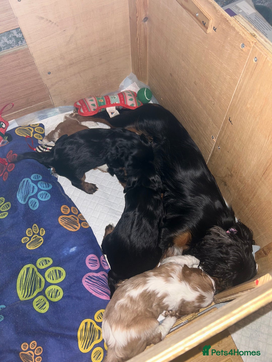 Cavalier King Charles Spaniel dogs for sale: KC registered Cavalier King Spaniel puppies - Advert 11