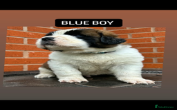 Saint Bernard dogs for sale: Stunning kc Saint Bernard puppies  - Image 19