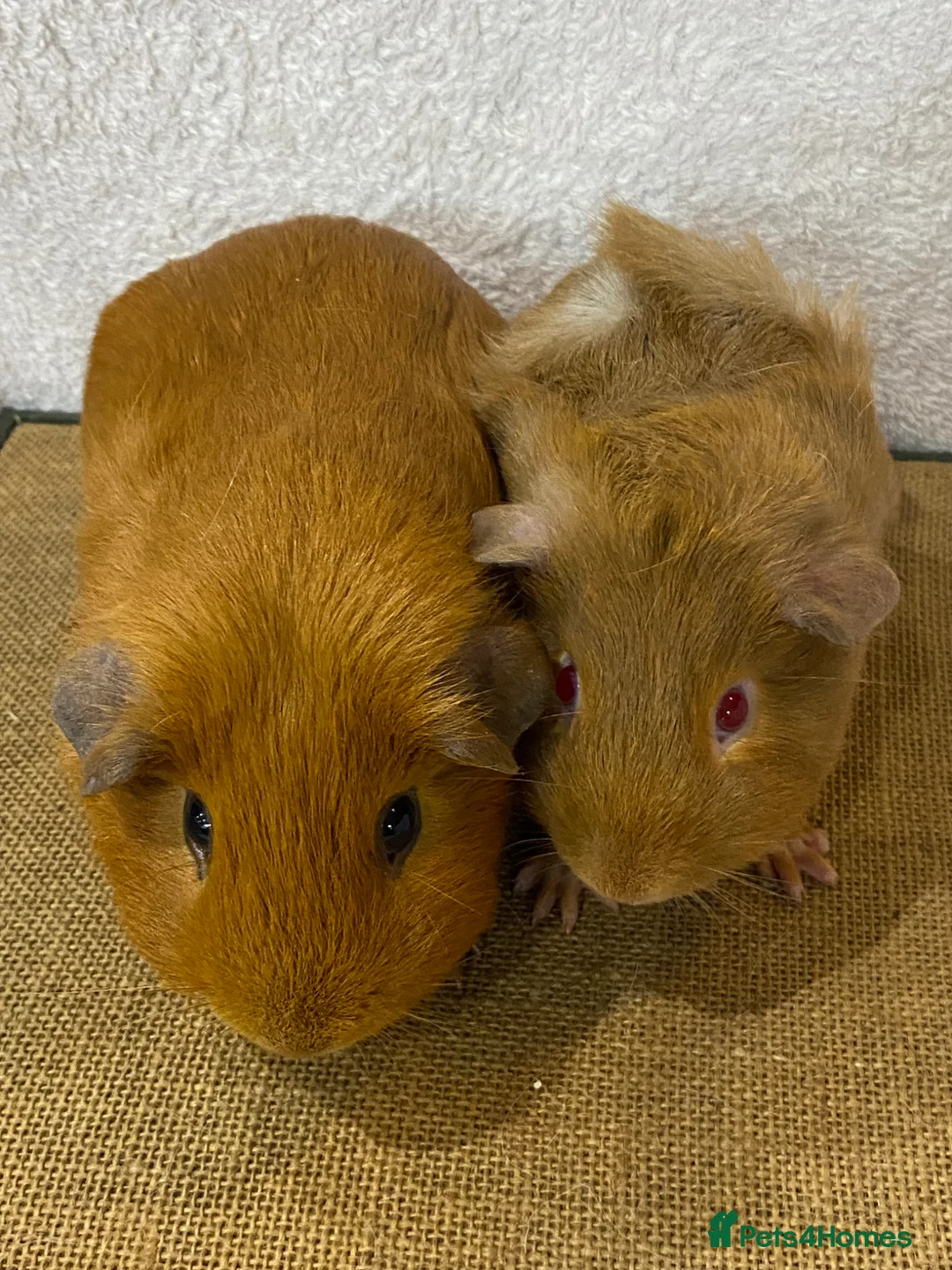 Guinea Pig rodents for sale: Baby Guinea pigs available ready now - Advert 12