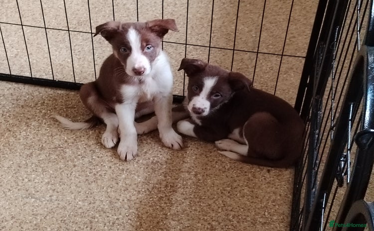 Welsh Collie dogs - Advert 1