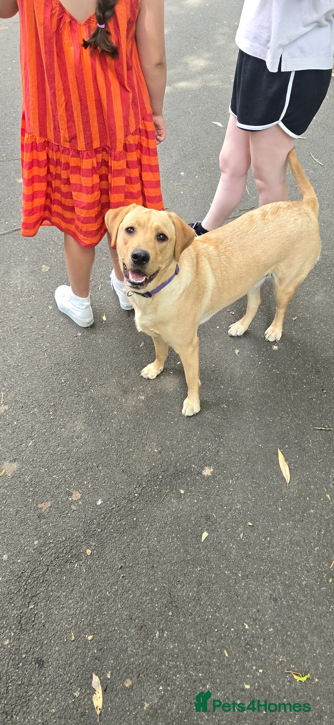 Labrador Retriever dogs for sale: Pedigree Labradore Retriever for adoption - Advert 3