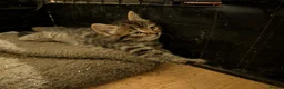 Mixed Breed cats for sale: Stunning Kittens Ready to Leave 30th September - Advert 4