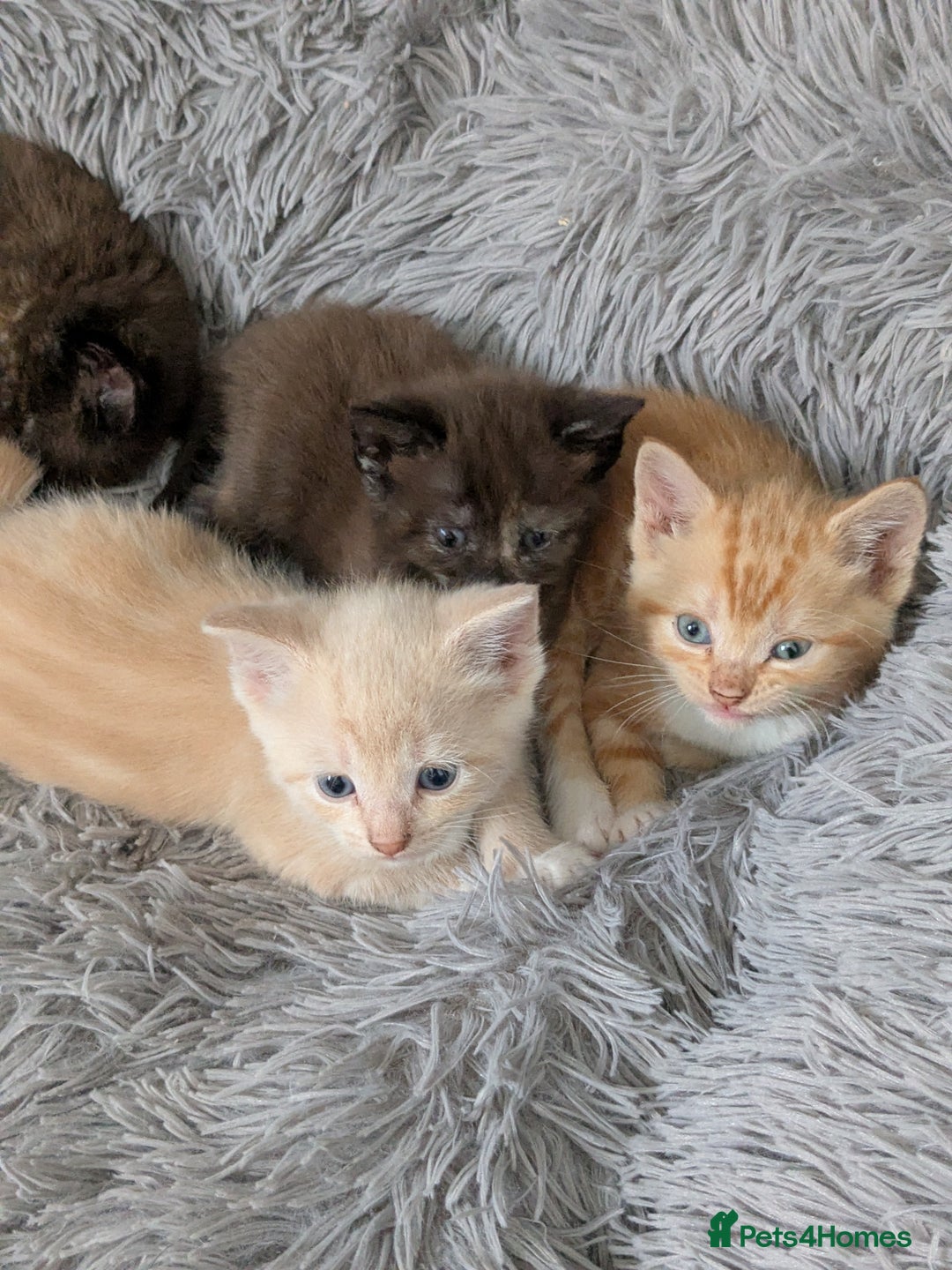 Mixed Breed cats for sale: Siamese/ragdoll/Scottish fold  - Image 16