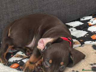 Dachshund dogs Beautiful Dachshunds for forever home - Advert 18