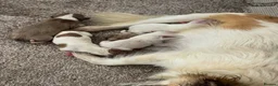 Chihuahua dogs for sale: Chihuahua merle puppies - Advert 1