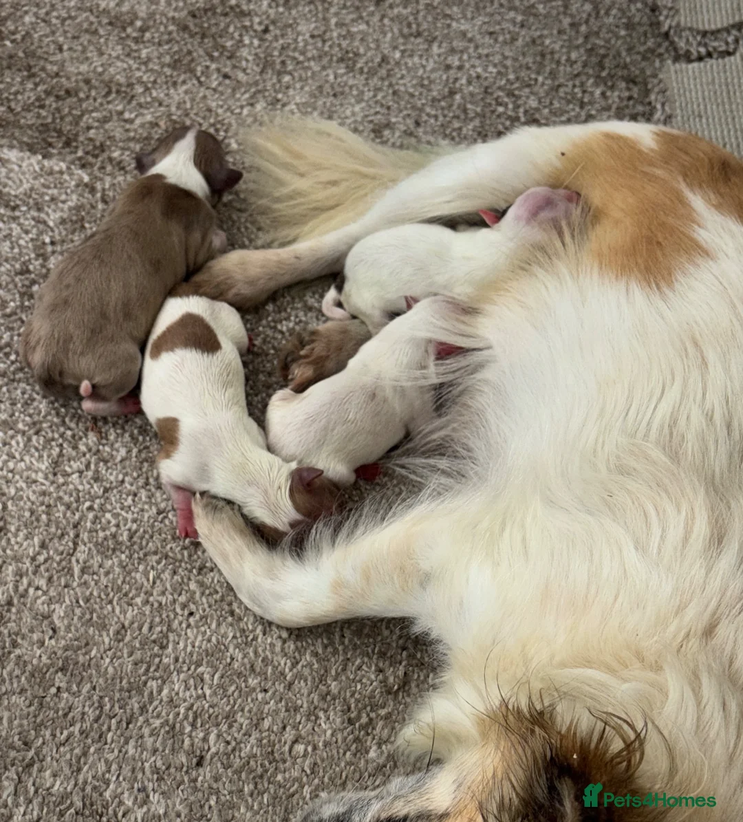 Chihuahua dogs for sale: Chihuahua merle puppies - Advert 1