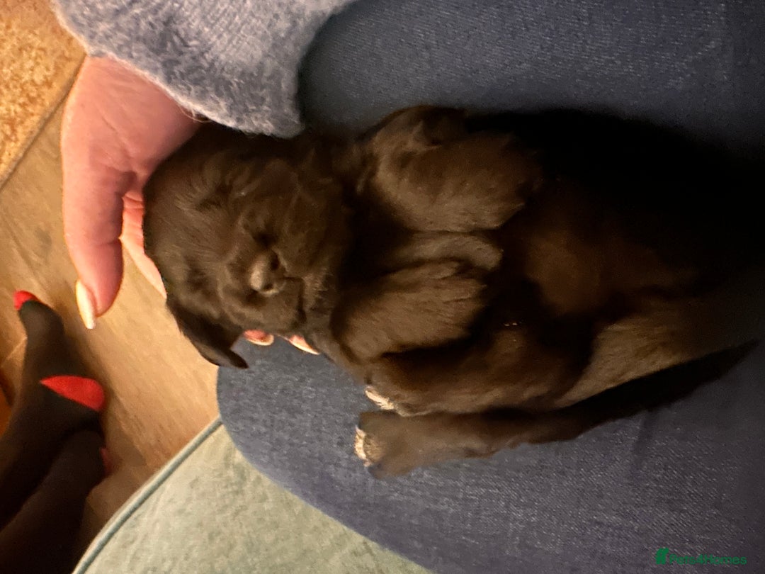 Mixed Breed dogs for sale: Beautiful Labradoodle x Cocker Spaniel Puppies - Advert 6