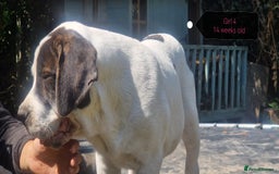 Central Asian Shepherd dogs for sale: Beautiful Alabai Mastiff puppies  in Pulborough - Image 17