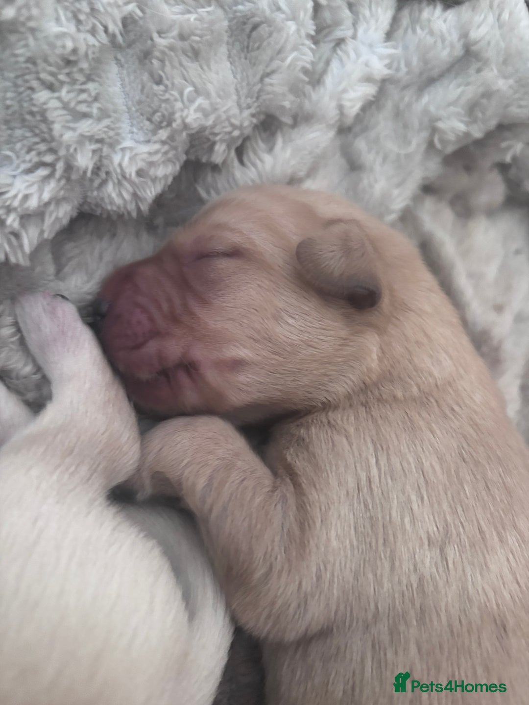 Mixed Breed dogs for sale: Beautiful litter of golden labradoodles - Image 10