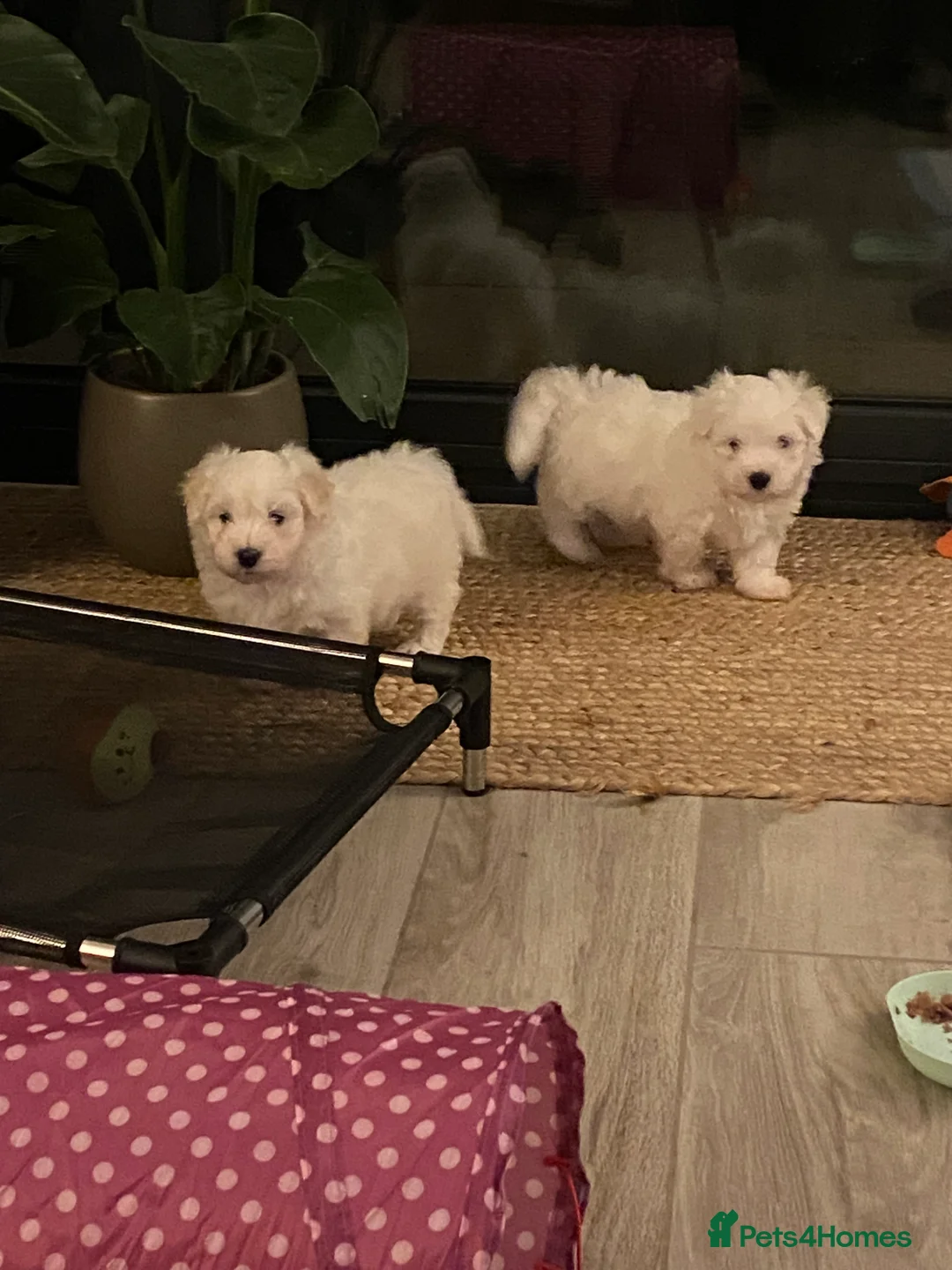 Coton De Tulear dogs for sale: Pure Coton de Tulear puppies  - Advert 6
