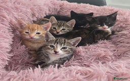 Mixed Breed cats for sale: 1 ginger male and 1 black male - Image 18
