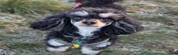Toy Poodle dogs for sale: Tiny toy boy tuxedo parti kc poodle  in Choppington - Advert 4