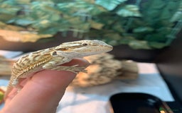 Bearded Dragon reptiles for sale: Baby bearded dragons super friendly  - Image 5
