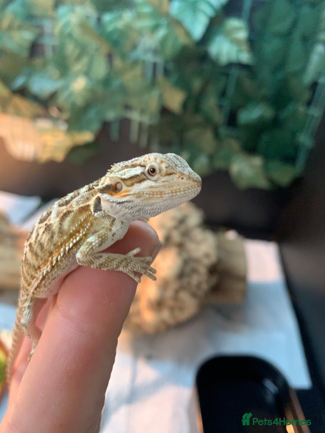 Bearded Dragon reptiles for sale: Baby bearded dragons super friendly  - Image 5