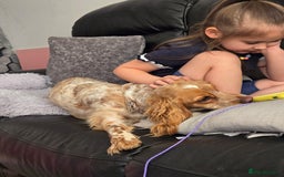 Cockapoo dogs for sale: Female cockerpoo - Image 7