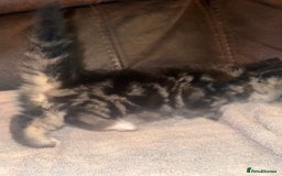 Mixed Breed cats for sale: 4 fluffy part Maine coon kittens  - Image 14