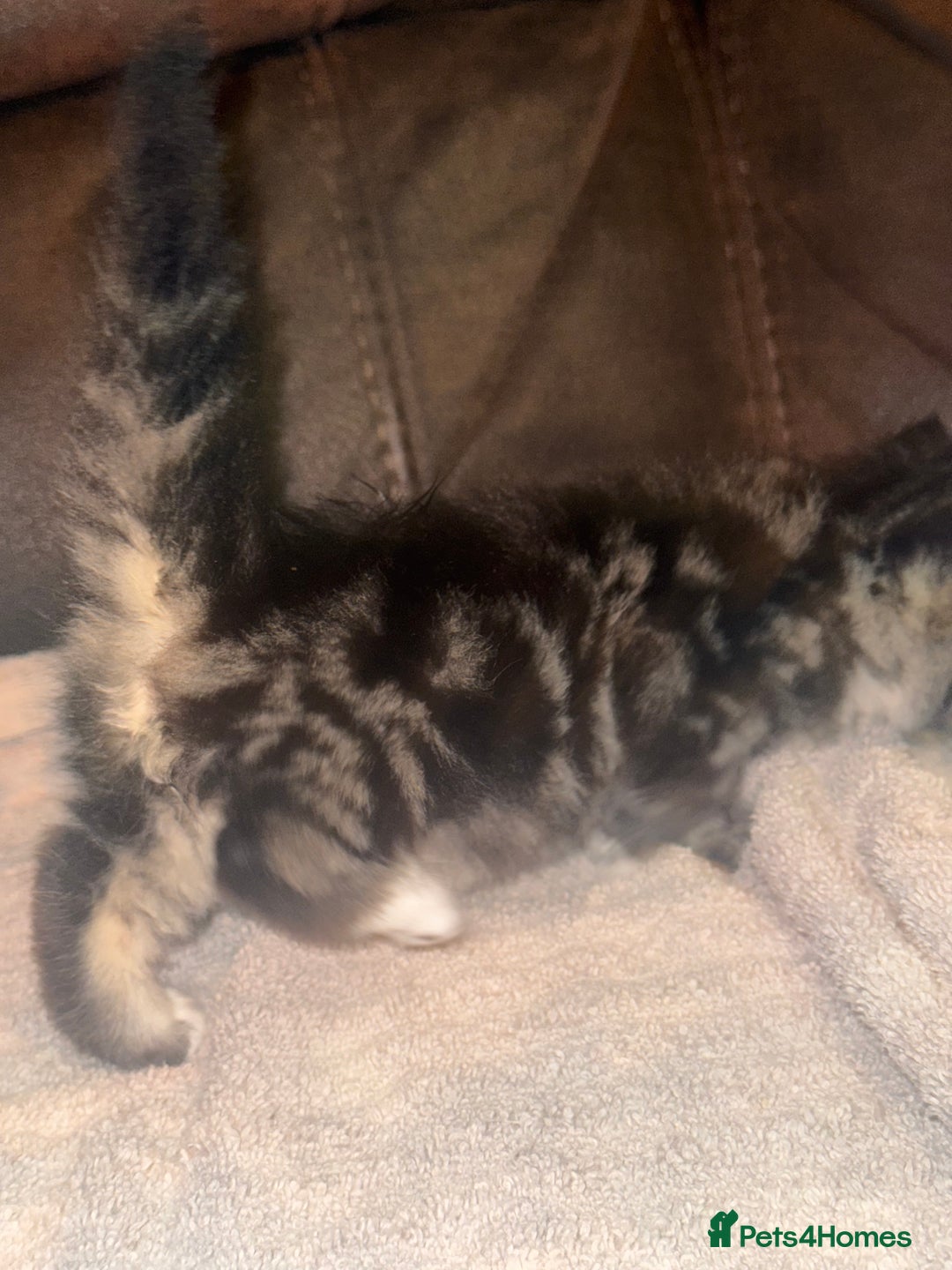 Mixed Breed cats for sale: 4 fluffy part Maine coon kittens  - Image 14