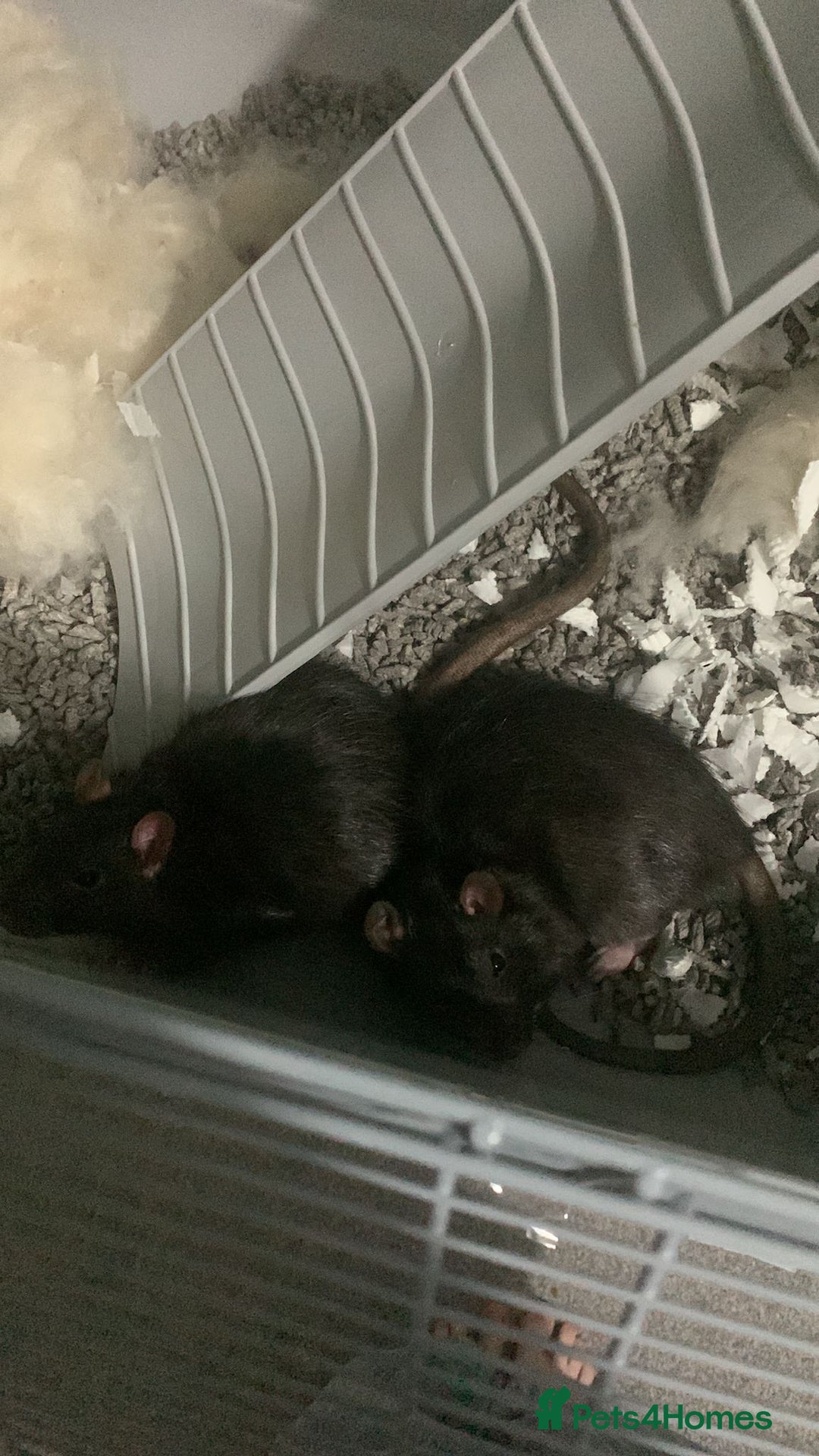 Rat rodents for sale: Two beautiful brothers  - Advert 6