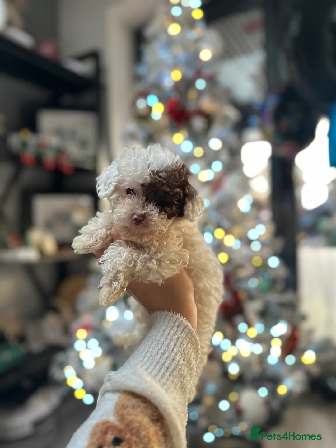 Cavapoo dogs for sale: Exceptional F2 Cavapoo Puppies - HomeRaised  - Advert 15