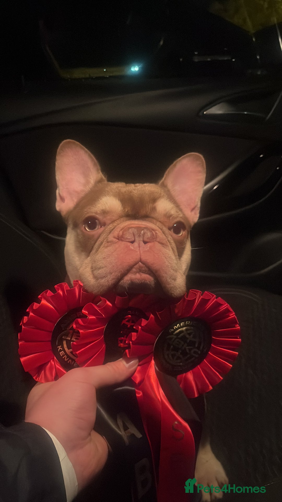 French Bulldog dogs for stud: 🏆KING HADE BEST ROJO AND TAN🏆 in Sittingbourne - Image 10