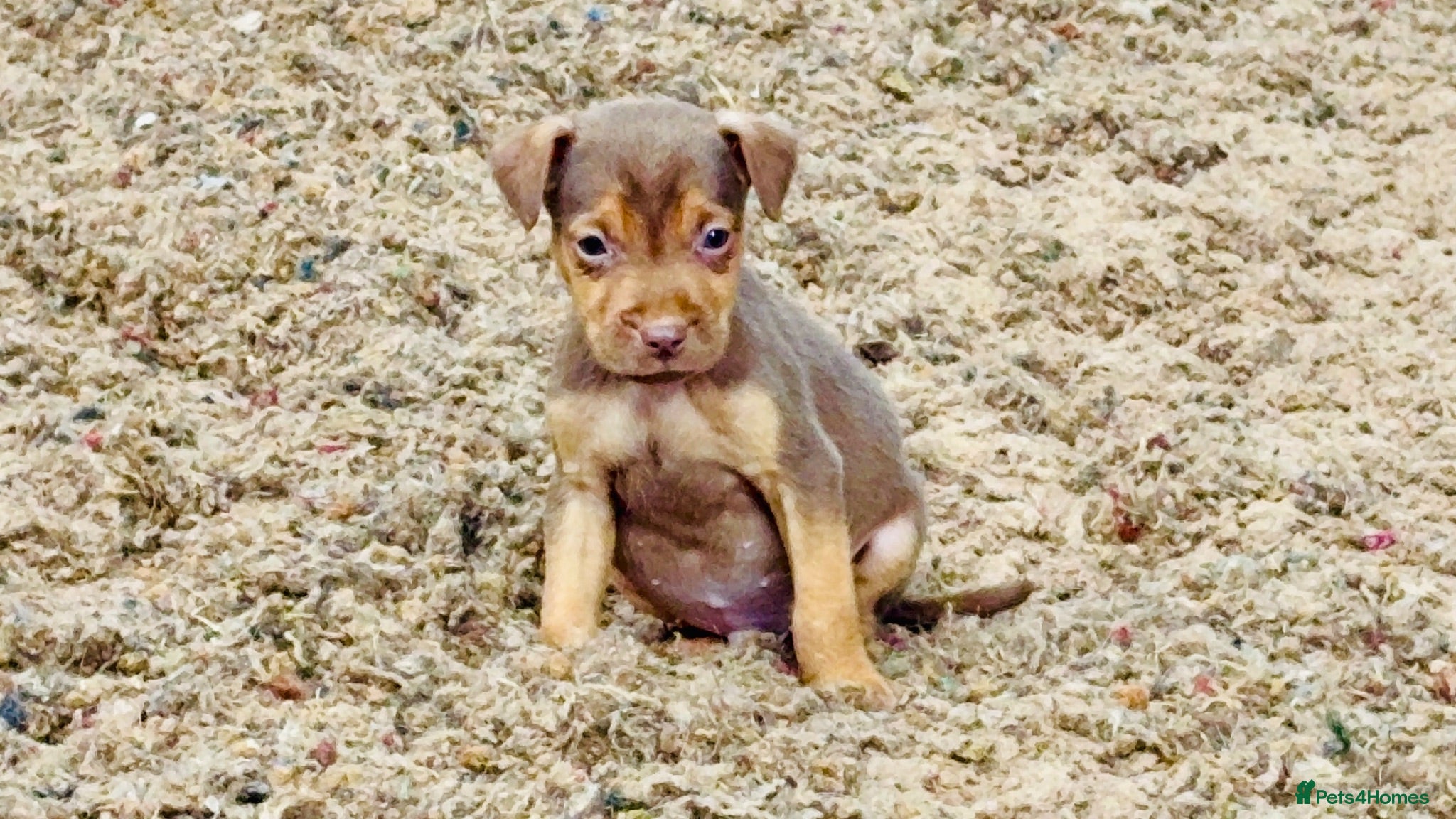 Patterdale Terrier dogs Quality Patterdale Pups Available  - Advert 2