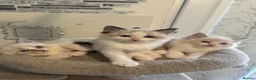 Ragdoll cats for sale: Beautiful Ragdoll Kittens - Advert 2