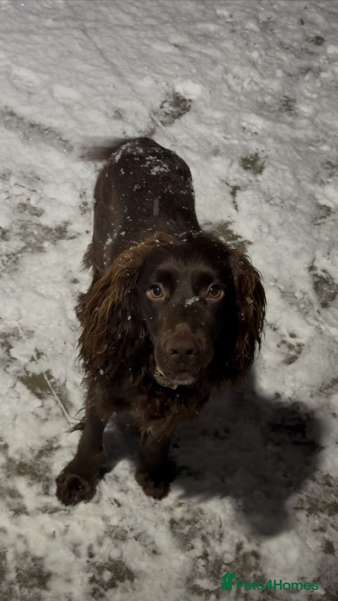 Cocker Spaniel dogs for stud: STUD Working cocker spaniel STUD  - Advert 3