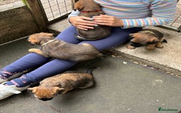 Border Terrier dogs for sale: Border Terrier Puppies - Image 11
