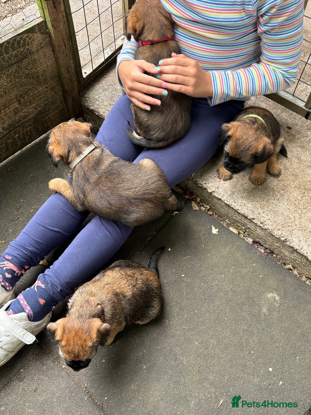 Border Terrier dogs for sale: Border Terrier Puppies - Image 11