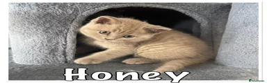Honey 