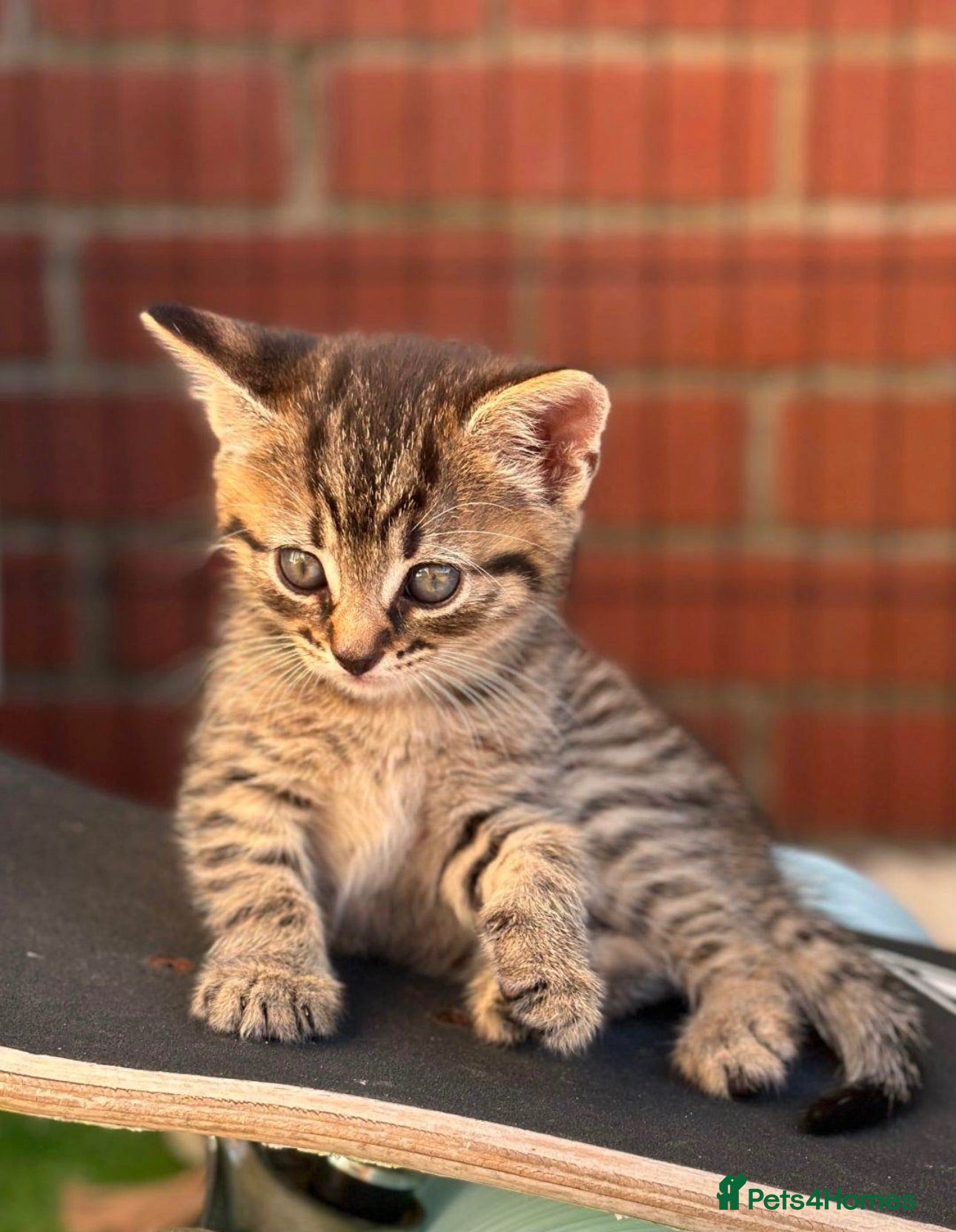Mixed Breed cats Beautiful calico female kitten - READY NOW - Advert 2