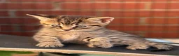 Mixed Breed cats for sale: Beautiful calico female kitten - READY NOW - Advert 1