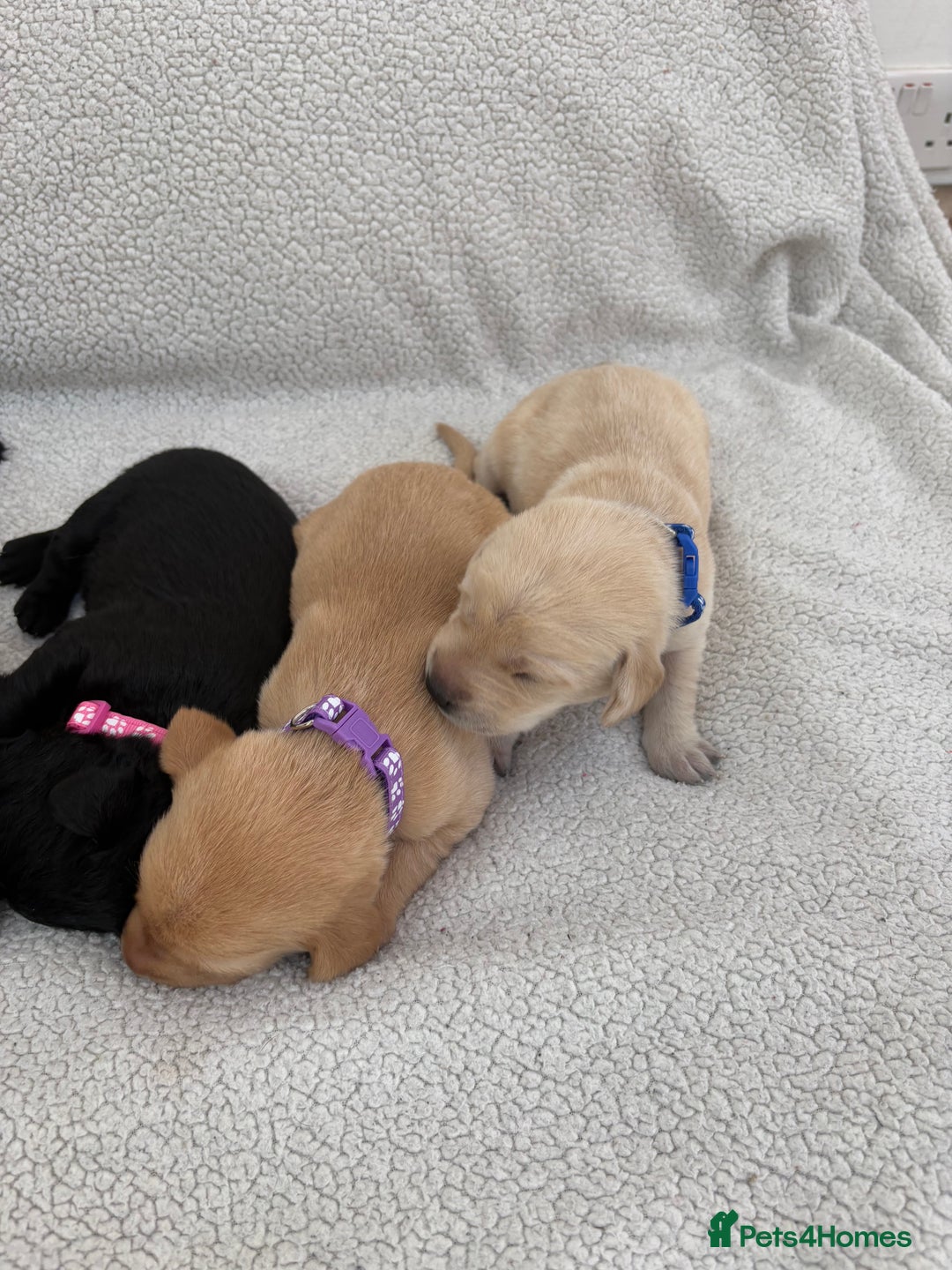 Labrador Retriever dogs for sale: Stunning Labrador Puppies - Image 8