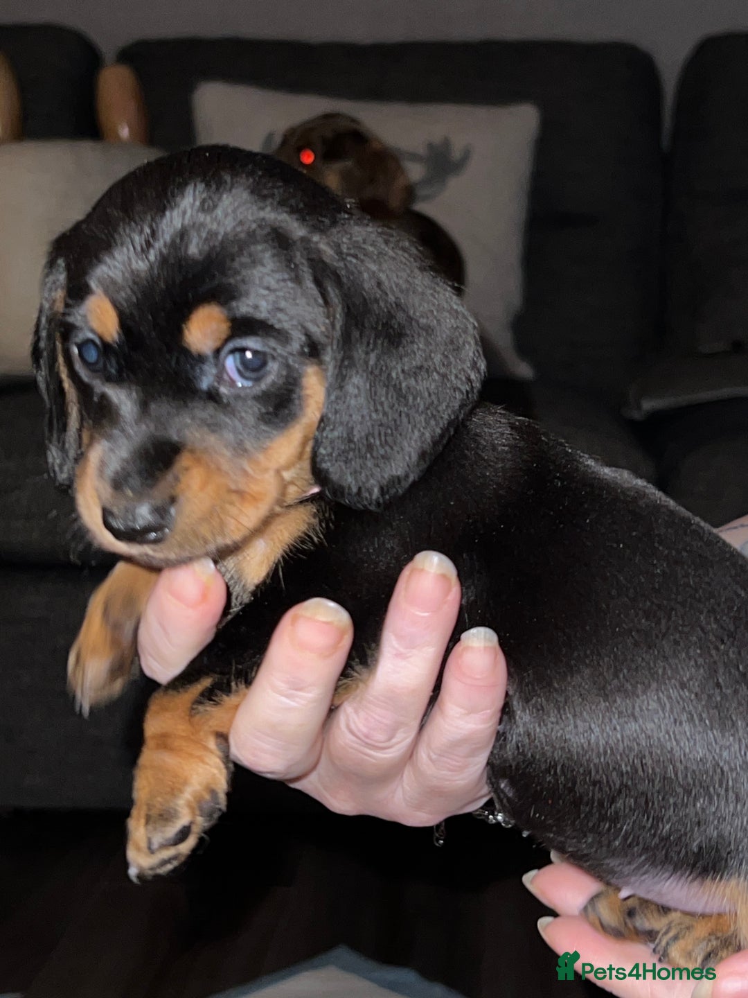 Miniature Dachshund dogs for sale: miniature dachshunds - Advert 9