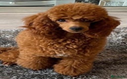Cavapoo dogs for sale: CAVAPOO’s toy size (reds) - Image 4