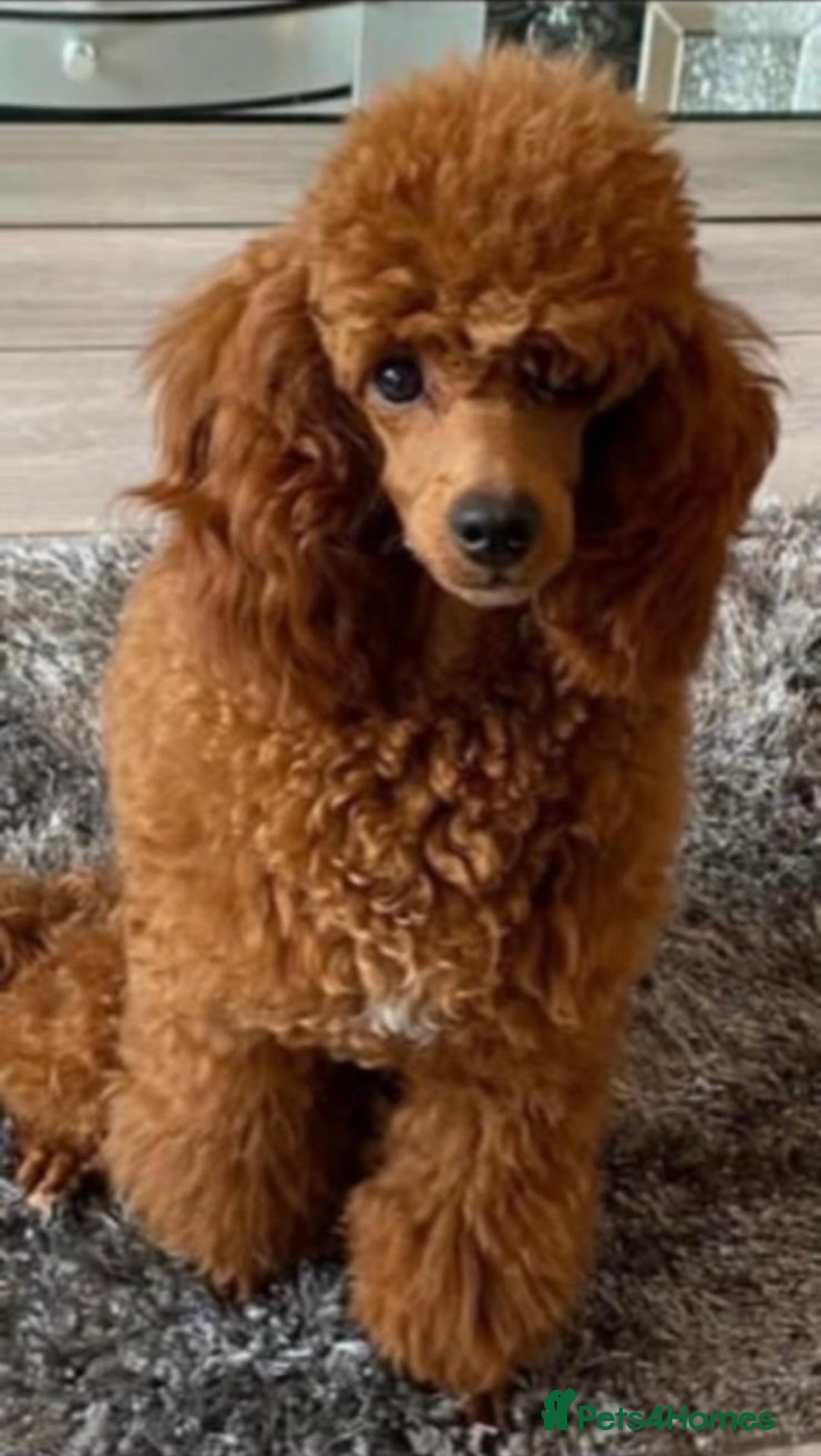 Cavapoo dogs for sale: CAVAPOO’s toy size (reds) - Image 4