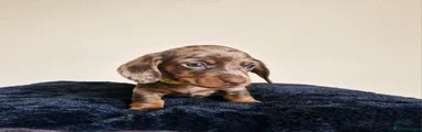 Miniature Dachshund Puppy 8