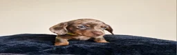Miniature Dachshund dogs for sale: Gorgeous KC registered Miniature Dachshunds - Advert 7