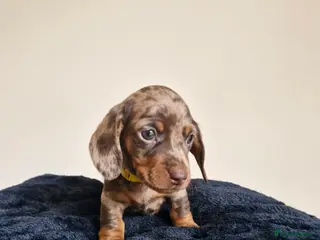 Miniature Dachshund dogs Gorgeous KC registered Miniature Dachshunds - Advert 8