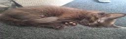 Ragdoll cats for sale: Ragdoll cross baby girl in Cwmbran - Advert 2