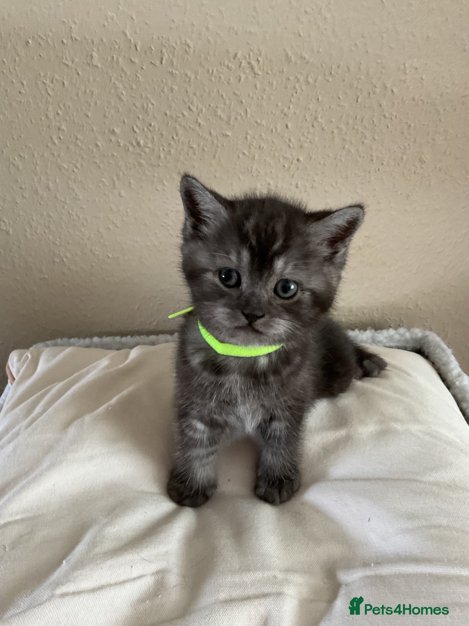 Scottish Fold cats Scottish fold kittens  - Advert 5