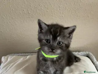 Scottish Fold cats Scottish fold kittens - Advert 5