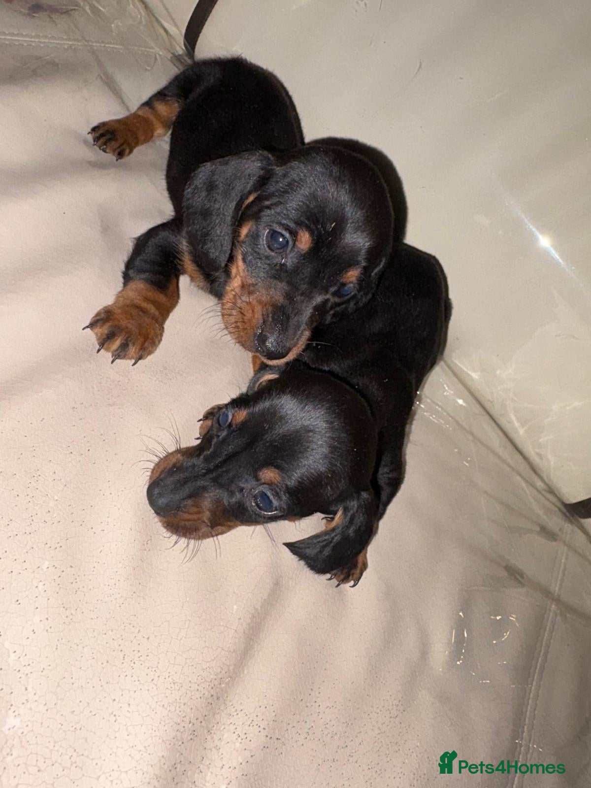 Dachshund dogs Dachshund puppies  - Advert 1