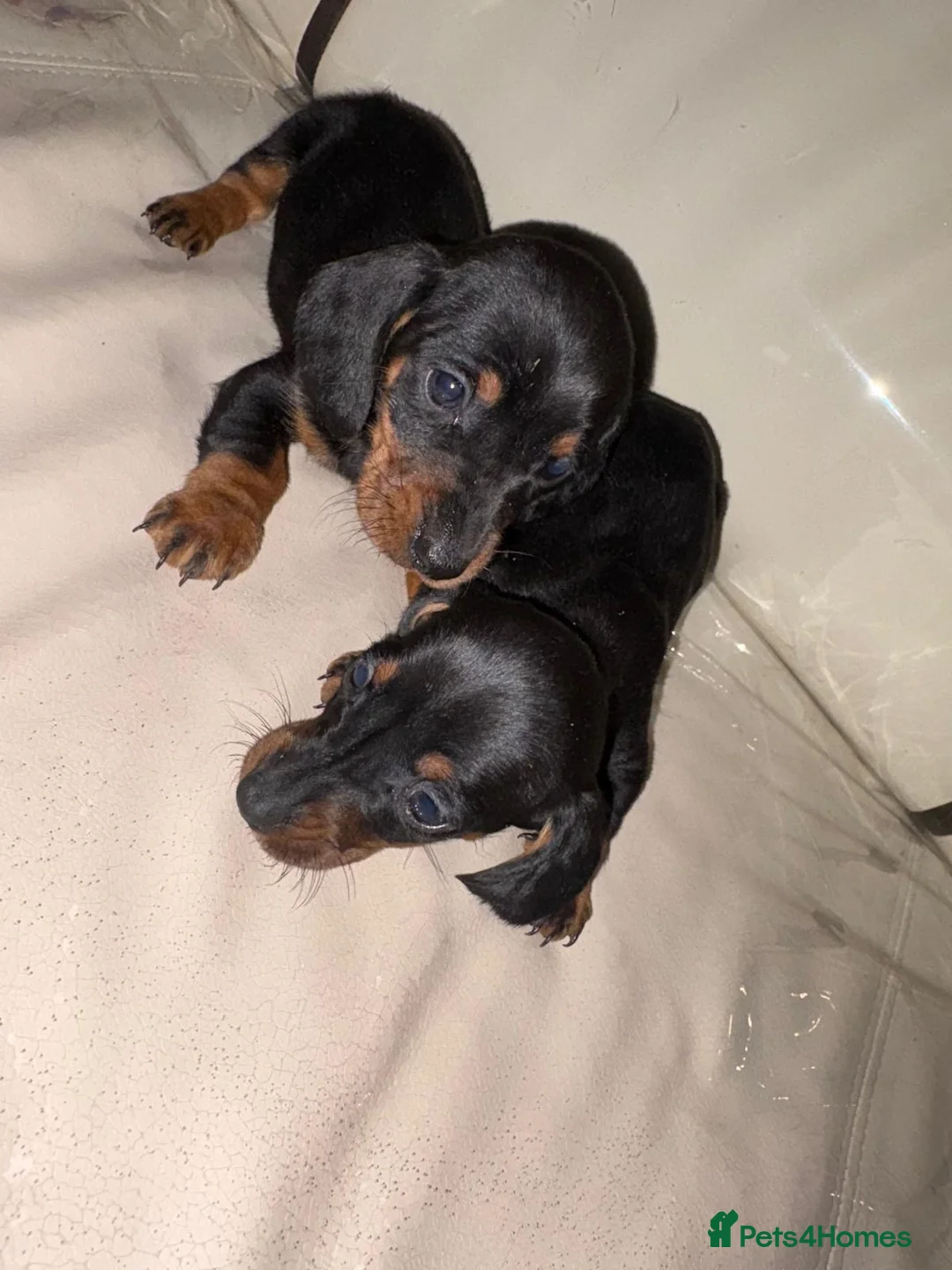 Dachshund dogs for sale: Dachshund puppies  - Advert 1