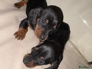 Dachshund dogs Dachshund puppies - Advert 2