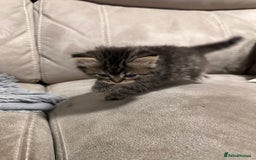 British Longhair cats for sale: British long hair x tabby - Image 7