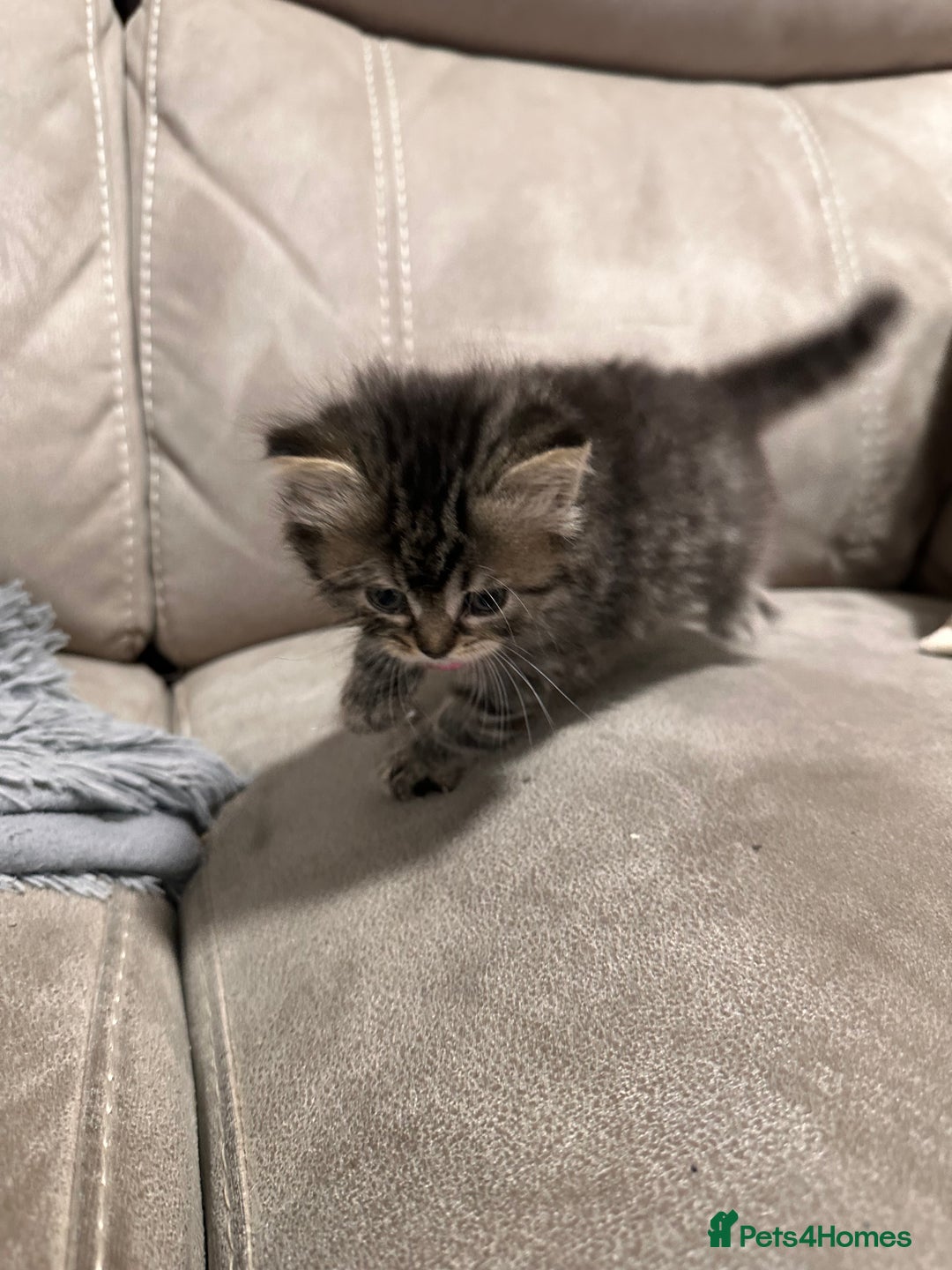 British Longhair cats for sale: British long hair x tabby - Image 7