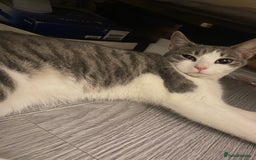 British Shorthair cats for sale: Beautiful grey & white tabby kitten female - Image 1