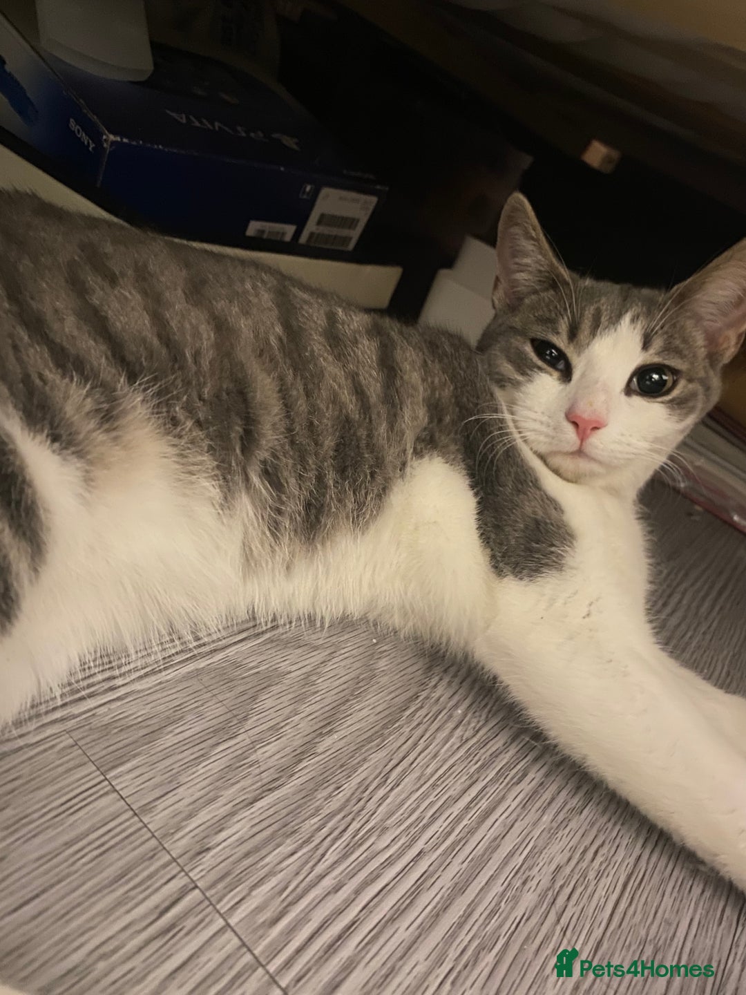 British Shorthair cats for sale: Beautiful grey & white tabby kitten female - Image 1